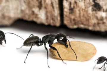 කළු කූඹී කරදරෙන් බේරෙන ස්වභාවික ක්‍රම.