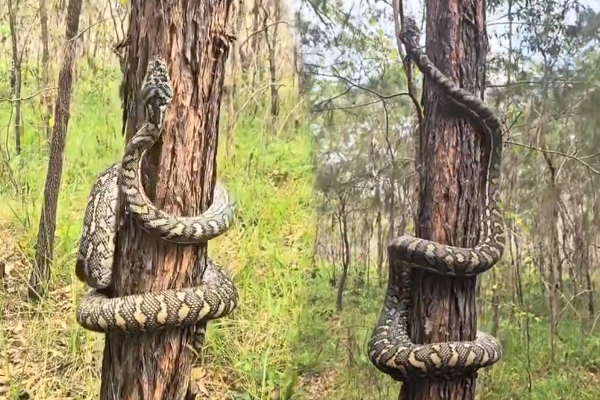 Viral Video: மனிதர்களைப் போன்று மரம் ஏறும் ராட்சத மலைப்பாம்பு... வைரலாகும் அரிய காட்சி | Snake Climb On Tree Viral And Shocking Video