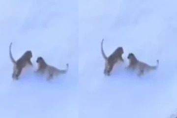 பனியில் குழந்தைகள் போல விளையாடும் சிறுத்தை குட்டிகள்! அரிய காட்சி