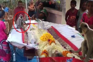 பலரை கண்ணீரில் ஆழ்த்திய குரங்கு - மட்டக்களப்பில் நெகிழ்ச்சி சம்பவம்(Video)