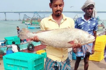 வலையில் சிக்கிய அபூர்வ மீன்! ஒரே இரவில் லட்சாதிபதியான மீனவர்! எப்படி தெரியுமா?