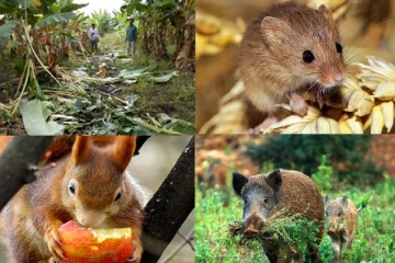 මොකක්ද මේ රට වටේම වෙන රිලවු හොයන සංඝනනය...