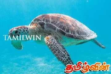 இறந்த நிலையில் கரையொதுங்கிய கடல் ஆமை