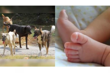 அலற அலற விடாமல் 2 வயது குழந்தையை குதறித் தள்ளிய தெருநாய்கள் - பதற வைத்த அதிர்ச்சி சம்பவம்