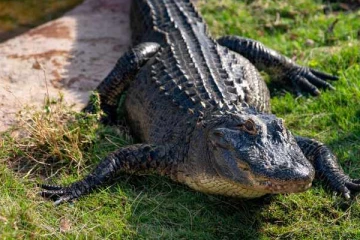 ගෝල්ෆේස් කිඹුලා ජනාධිපති ලේකම් කාර්යාලය ගාවට ඇවිත්.