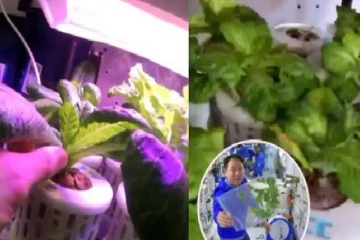 விண்வெளியில் விவசாயம் செய்யும் சீனர்கள்!