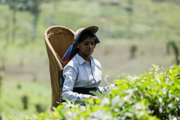 இலங்கையின் தேயிலை தொழிற்துறை தொடர்பில் உலகளாவிய ஊக்குவிப்பு பிரசாரம்