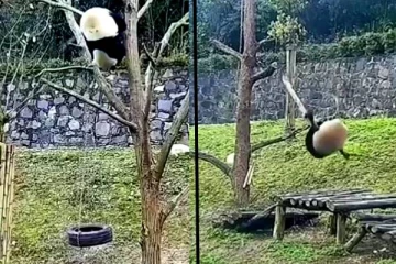 சாகசம் காட்ட முயன்று தலைகீழாக தொங்கும் பாண்டா கரடி! வயிறு குலுங்க சிரிக்க வைக்கும் காட்சி