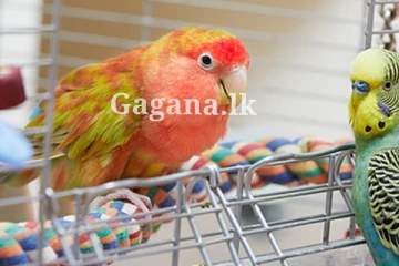 තවත් භයානක රෝගයක් - රෝගීන් විශාල ප්‍රමාණයක්.. මෙන්න මේ රෝග ලක්ෂණ තමයි පෙන්නන්නේ..