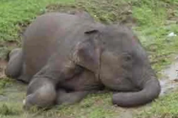 வவுனியாவில் ரயில் மோதி யானைகள் உயிரிழப்பு