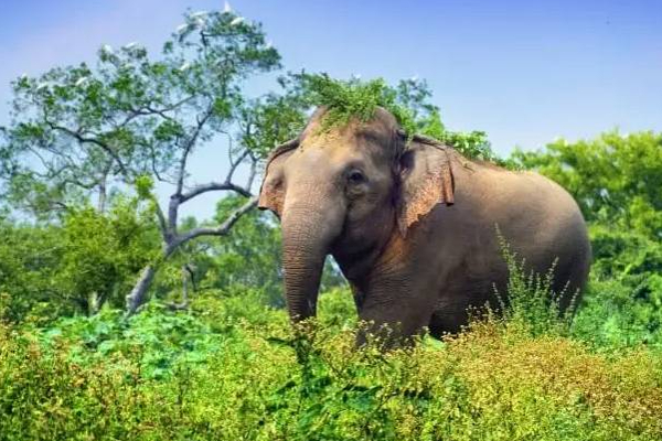 இலங்கைக்கு நான்காவது இடம்! எதற்கு தெரியுமா? | Deforestation Countries Sri Lanka Is Fourth Place