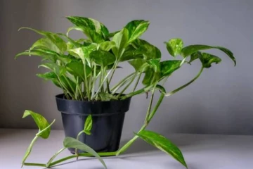 வாஸ்து: வீட்டில் பண வரவை அதிகரிக்க வேண்டுமா? இந்த ஒரு செடியை நடுங்கள்