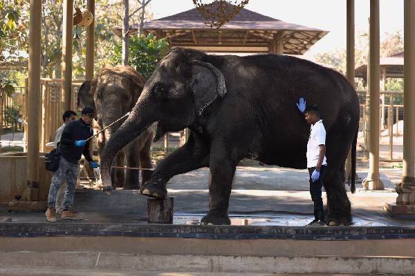 முகேஷ் அம்பானி மகனுக்கு கடும் சிக்கல்... ரிலையன்ஸ் குழுமத்தின் வந்தாரா மீது விசாரணை | Mukesh Ambani Sit To Probe Vantara
