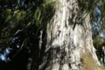 දර කැඩීමට ගිය 14 හැවිරිදි දරුවා ගසෙන් ඇද වැටී මියයයි..!