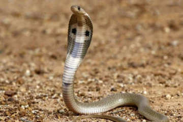 யாழில் நாகப்பாம்பை கைகளால் பிடித்த குருக்கள் ; இறுதியில் நேர்ந்த சோக சம்பவம்