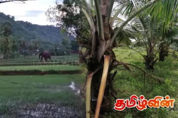 திருகோணமலையில் காட்டு யானைகள் அட்டகாசம்: உயிர் தப்பிய விவசாயி