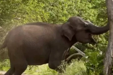 වන අලියෙකු පහරදීමෙන් පුද්ගලයෙකුට අවාසනාවන්ත ලෙස දිවි අහිමිවෙයි