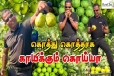 றீச்சாவில் ஒரே வருடத்தில் காய்த்து குலுங்கும் கொய்யா பழங்கள் (Video)!