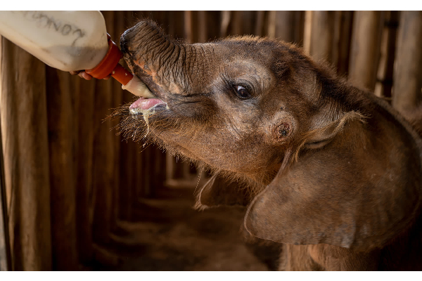 உலக யானைகள் தினம்! | Today Is Declared As World Elephant Day