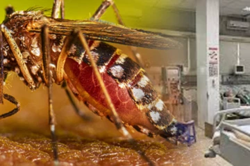 බස්නාහිර පළාතේ ඩෙංගු රෝග අවදානම සීඝ්‍රයෙන් ඉහළට