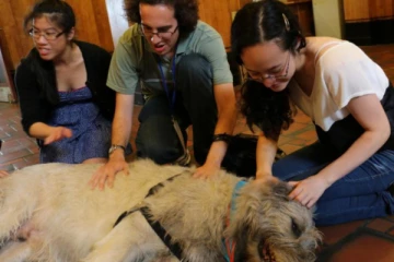 செல்லப்பிராணிகளை இழந்த ஊழியர்களுக்கு 2 நாள் ஊதியத்துடன் விடுமுறை - அதிரடி அறிவிப்பு!