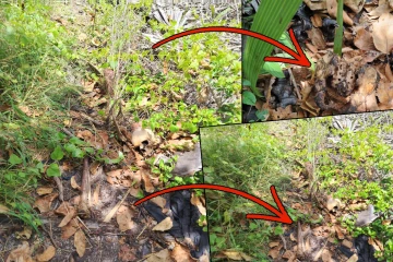 அல்லைப்பிட்டியில் மீட்கப்பட்ட மனித எலும்புக் கூடு