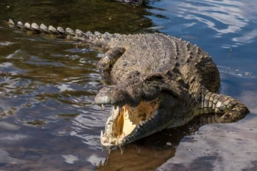 தனிமையில் இருந்த முதலை கர்ப்பம்; ஆச்சரியத்தில் ஆராய்ச்சியாளர்கள்!