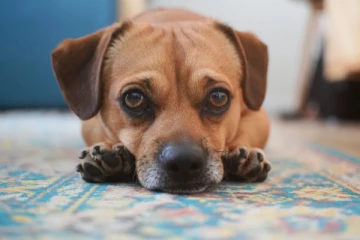 வளர்ப்பு நாய்க்கு சிறுவன் செய்த கொடூரம் ; வெளியான அதிர்ச்சி காரணம்