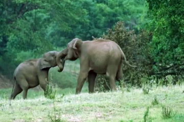 Viral Video: சகோதர யானைகளின் அழகான பொய் சண்டை மனதை லேசாக்கும் காட்சி