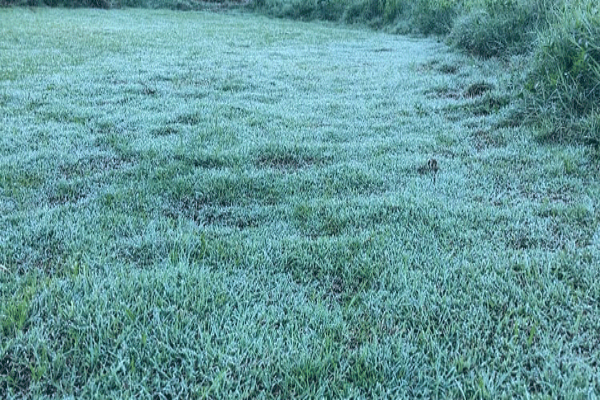 இலங்கையின் சிறிய இங்கிலாந்தில் இன்று ஏற்பட்டமாற்றம் | Nuwara Eliya Flower Frost