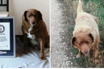 ලොව වයස්ගතම සුනඛයා උපන්දිනය සමරයි - බව් යාලුවන්ට ආදරය කරන අයට විශේෂයි.. (VIDEO/PHOTOS)