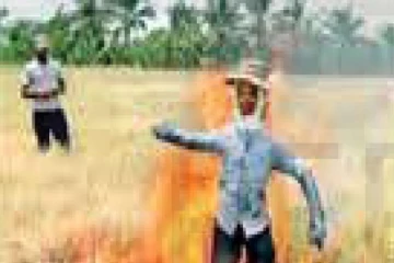 தண்ணீரில்லை - நெற்பயிருக்கு தீ வைத்த விவசாயி