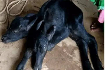 இரண்டு தலை கன்றை ஈன்ற எருமை..  இரண்டு வாய் மூலமும் பாலை குடிக்கும் அதிசயம்!