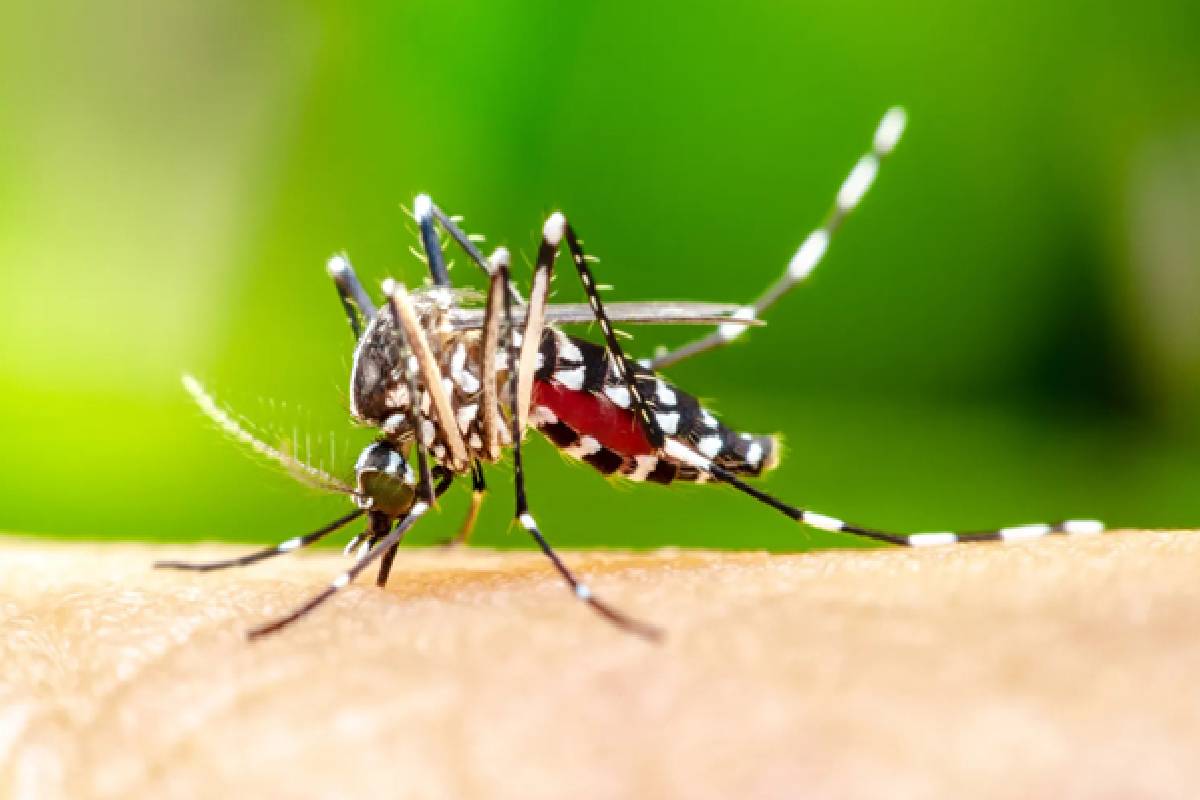 மட்டக்களப்பில் நுளம்பு பெருக்கம் அதிகரிப்பு- பொதுமக்களுக்கு விசேட அறிவுறுத்தல் | Mosquito Breeding Increases In Batticaloa