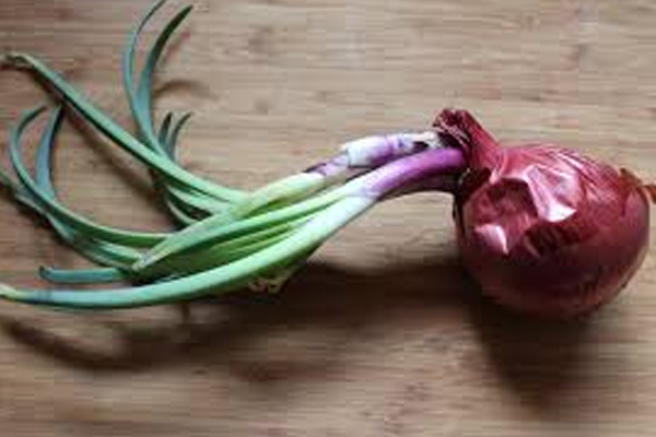 முளைத்த வெங்காயத்தை சமையலுக்கு பயன்படுத்தலாமா? பலரும் அறியாத உண்மை | Sprouted Onions Safe To Eat முளைத்த வெங்காயத்தை சமையலுக்கு பயன்படுத்தலாமா? பலரும் அறியாத உண்மை | Sprouted Onions Safe To Eat