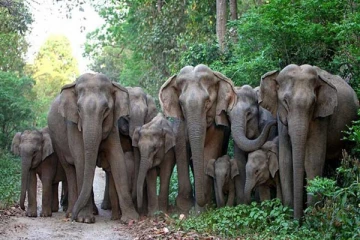 பாடசாலைக்கு வந்த யானைகளால் வீட்டுக்கு சென்ற மாணவர்கள்