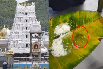 திருப்பதி கோயிலில் தொடரும் சர்ச்சை - அன்னதான உணவில் இருந்த பூரான்