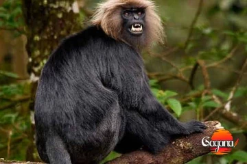 විදුලි බිඳ වැටීමට හේතුව වඳුරෙක් නෙමෙයිලු! - වාර්තාව කියයි