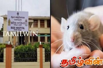 பருத்தித்துறையில் எலிக்காய்ச்சல் தாக்கம் வெகுவாகக் குறைவு