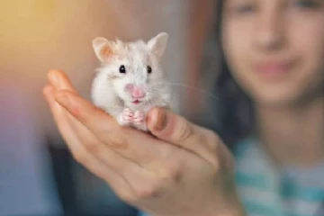 குரங்கம்மை பரவல் அபாயம்... செல்லப்பிராணிகளை கொல்ல திட்டம்