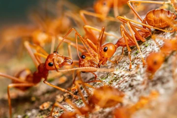 'நெருப்பு எறும்பு மழை' பெய்யும்! வலி தாங்கமுடியாது., ஹவாய் மக்களுக்கு அரசு எச்சரிக்கை