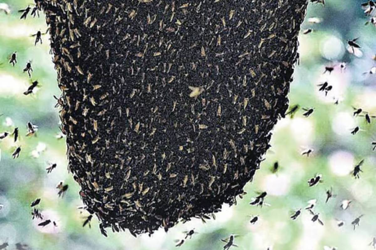 இந்த பூச்சிகளை கனவிலும் பார்க்காதீங்க! விளைவு மோசமாக இருக்கும் | Insects In Dreams Benefits