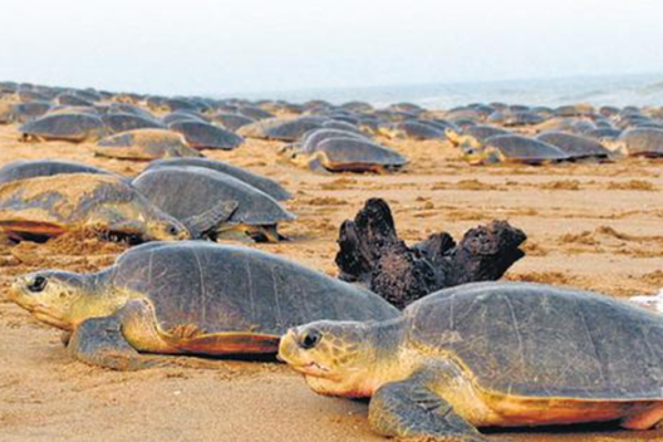 யாழில் சட்டவிரோதமாக கடலாமைகளைக் கொண்டுச் சென்ற இருவர் கைது! | Illegally Transporting Turtles For Sale Arrested