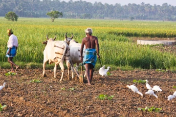 யாழ் தோட்டக்கிணற்றில் குடும்பஸ்தரின் சடலம்