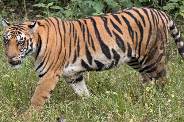 ஆட்டம் காட்டும் ஆட்கொல்லி புலி..தேடுதல் வேட்டையை துரிதப்படுத்திய வனத்துறை | Assassin Tiger Forest Department Search