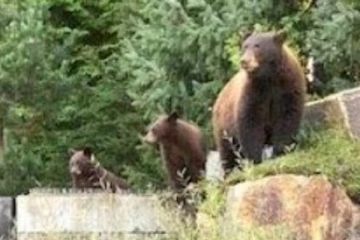 கரடிகளை கருணைக்கொலை செய்யும் நிலையை உருவாக்கிய கனேடிய பெண்: அதிகாரிகள் நடவடிக்கை
