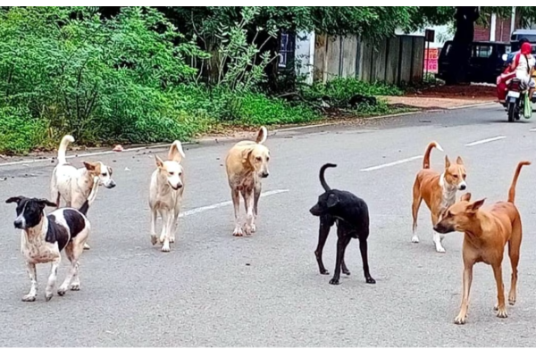 street dogs