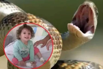 சிறுமியின் பற்களின் இடையில் இருந்த விஷப்பாம்பு! அதிர்ந்த பெற்றோர்... நம்பமுடியாத ஒரு அதிர்ச்சி சம்பவம்