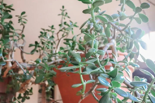 இந்த செடிதான் பணக்கார யோகம் தரும் - மணி பிளாண்ட் இல்லை | Attract Money Crassula Plant Benefits Tamil