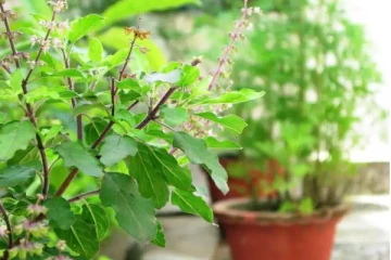 இந்த செடியில் இருந்து 4 இலைகளை பறித்து சாப்பிட்டால் என்ன நடக்கும் தெரியுமா?